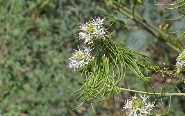 Thelypodium wrightii, Wright's Thelypody, Southwest Desert Flora